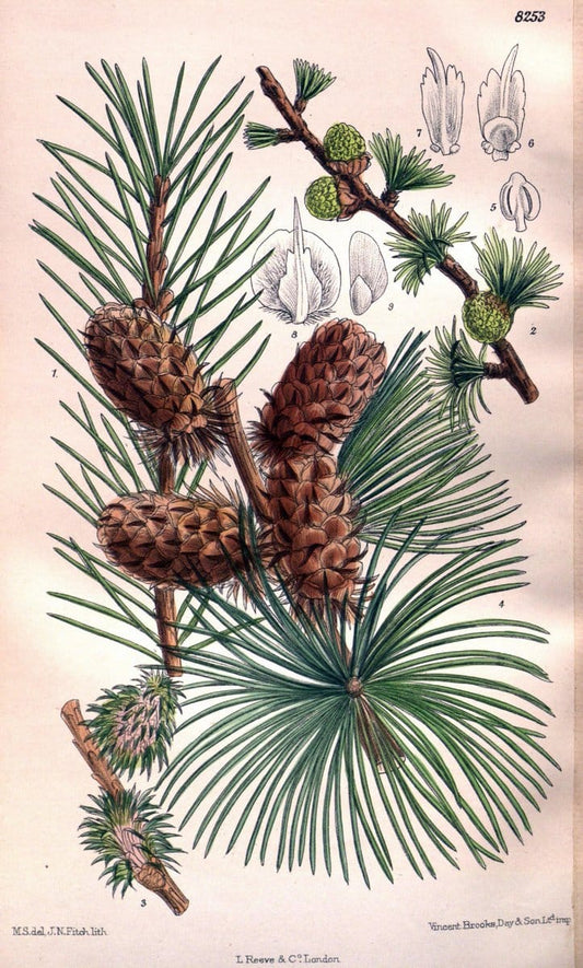 Curtis's botanical magazine. London ; New York [etc.] :Academic Press [etc.]. | "Botanical illustration" Botany Periodicals "Pictorial works" "Plants, Ornamental"  | Vintage Print Reproduction 454338