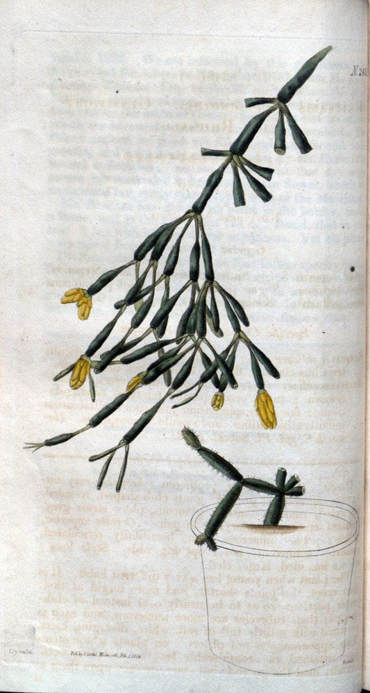 Curtis's botanical magazine. London ; New York [etc.] :Academic Press [etc.]. | "Botanical illustration" Botany Periodicals "Pictorial works" "Plants, Ornamental"  | Vintage Print Reproduction 454339