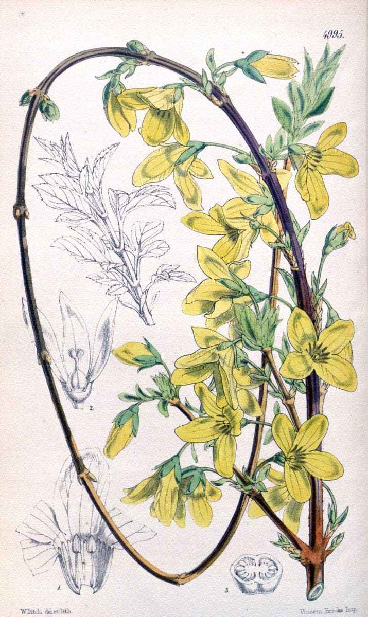 Curtis's botanical magazine. London ; New York [etc.] :Academic Press [etc.]. | "Botanical illustration" Botany Periodicals "Pictorial works" "Plants, Ornamental"  | Vintage Print Reproduction 454340