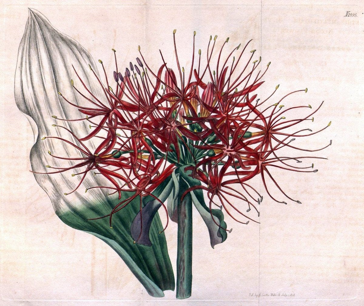 Dragable Image