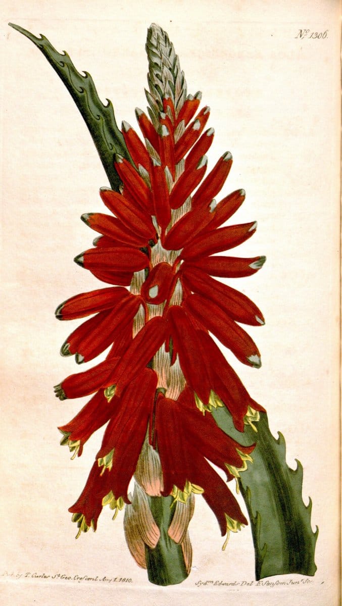 Curtis's botanical magazine. London ; New York [etc.] :Academic Press [etc.]. | "Botanical illustration" Botany Periodicals "Pictorial works" "Plants, Ornamental"  | Vintage Print Reproduction 454343