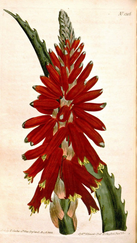 Curtis's botanical magazine. London ; New York [etc.] :Academic Press [etc.]. | "Botanical illustration" Botany Periodicals "Pictorial works" "Plants, Ornamental"  | Vintage Print Reproduction 454343