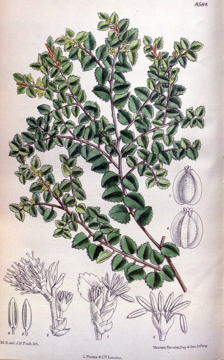 Curtis's botanical magazine. London ; New York [etc.] :Academic Press [etc.]. | "Botanical illustration" Botany Periodicals "Pictorial works" "Plants, Ornamental"  | Vintage Print Reproduction 454344