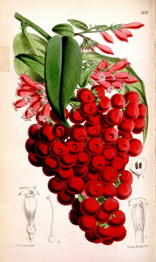 Curtis's botanical magazine. London ; New York [etc.] :Academic Press [etc.]. | "Botanical illustration" Botany Periodicals "Pictorial works" "Plants, Ornamental"  | Vintage Print Reproduction 454346