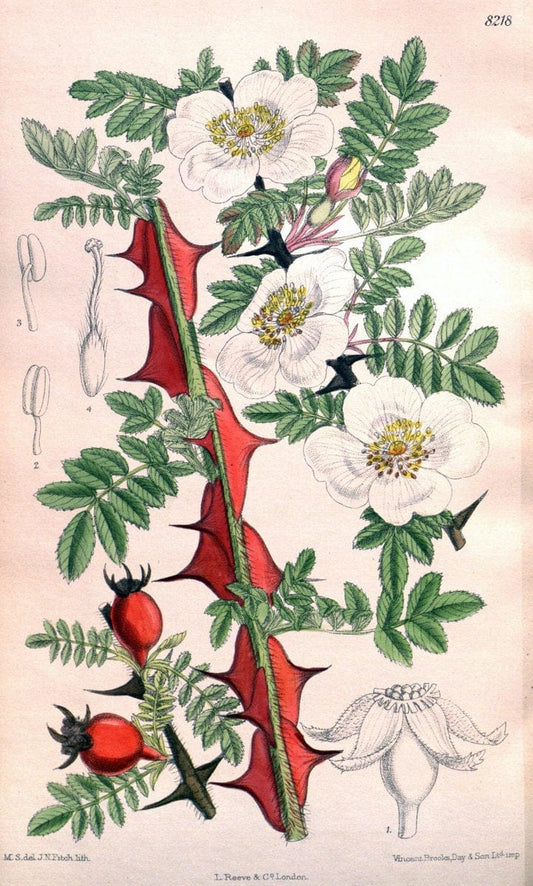 Curtis's botanical magazine. London ; New York [etc.] :Academic Press [etc.]. | "Botanical illustration" Botany Periodicals "Pictorial works" "Plants, Ornamental"  | Vintage Print Reproduction 454347