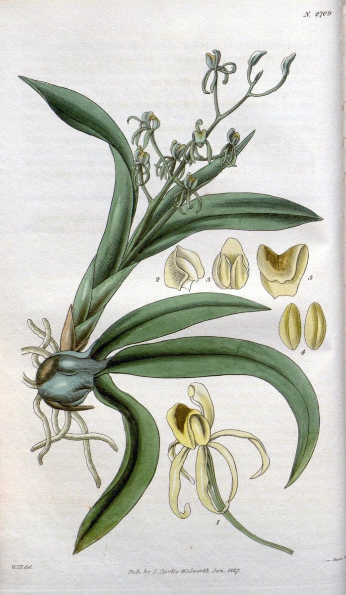 Curtis's botanical magazine..London ;New York [etc.] :Academic Press [etc.]. |  | Vintage Print Reproduction 454348