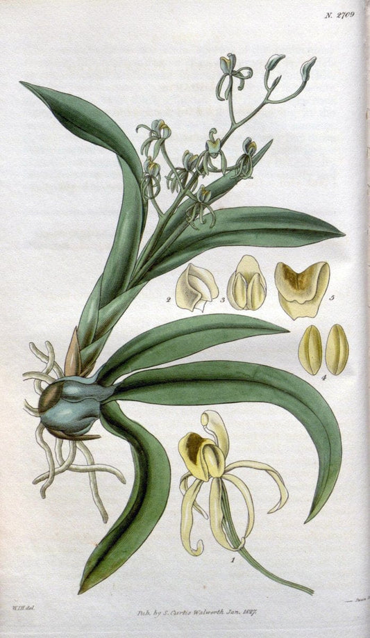 Curtis's botanical magazine..London ;New York [etc.] :Academic Press [etc.]. |  | Vintage Print Reproduction 454348