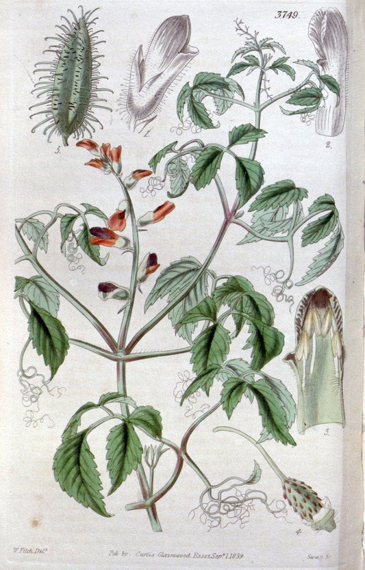 Curtis's botanical magazine..London ;New York [etc.] :Academic Press [etc.]. |  | Vintage Print Reproduction 454351
