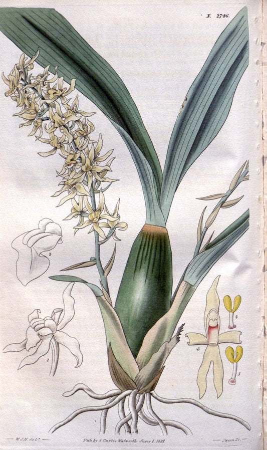 Curtis's botanical magazine..London ;New York [etc.] :Academic Press [etc.]. |  | Vintage Print Reproduction 454352
