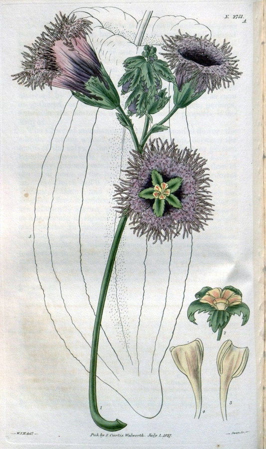Curtis's botanical magazine..London ;New York [etc.] :Academic Press [etc.]. |  | Vintage Print Reproduction 454353