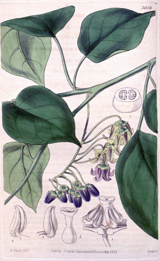 Curtis's botanical magazine..London ;New York [etc.] :Academic Press [etc.]. |  | Vintage Print Reproduction 454354
