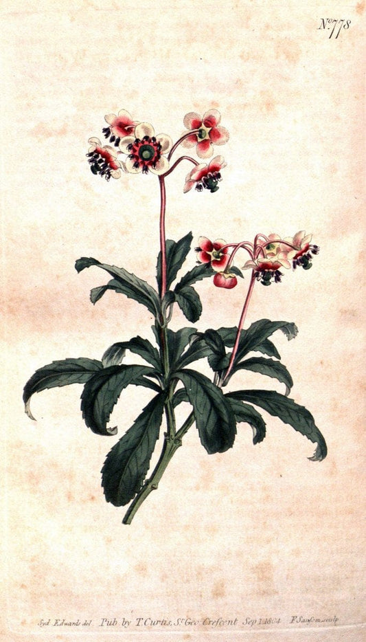 Curtis's botanical magazine..London ;New York [etc.] :Academic Press [etc.]. |  | Vintage Print Reproduction 454355