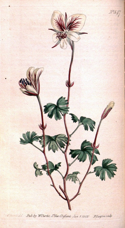 Curtis's botanical magazine. London ;New York [etc.] :Academic Press [etc.]. | Botany Periodicals "Pictorial works"  | Vintage Print Reproduction 454356
