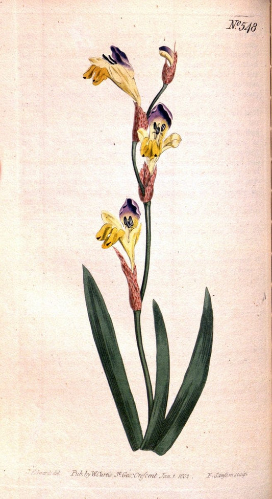Curtis's botanical magazine. London ;New York [etc.] :Academic Press [etc.]. | Botany Periodicals "Pictorial works"  | Vintage Print Reproduction 454357