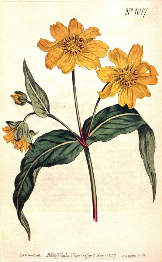 Curtis's botanical magazine. London ;New York [etc.] :Academic Press [etc.]. | Botany Periodicals "Pictorial works"  | Vintage Print Reproduction 454359