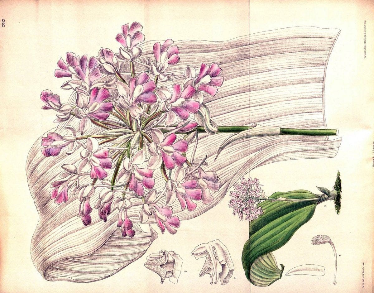 Curtis's botanical magazine. London ;New York [etc.] :Academic Press [etc.]. | Botany Periodicals "Pictorial works"  | Vintage Print Reproduction 454361