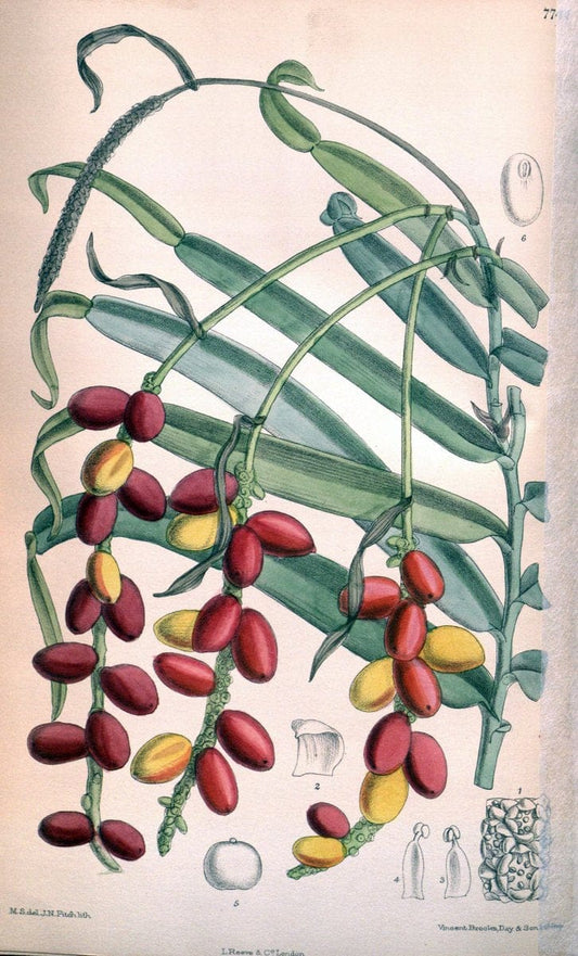 Curtis's botanical magazine. London ;New York [etc.] :Academic Press [etc.]. | Botany Periodicals "Pictorial works"  | Vintage Print Reproduction 454362