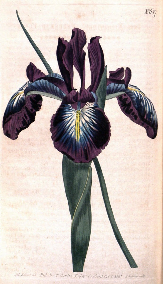 Curtis's botanical magazine. London ;New York [etc.] :Academic Press [etc.]. | Botany Periodicals "Pictorial works"  | Vintage Print Reproduction 454363