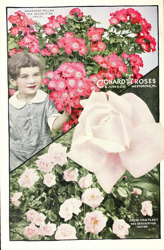 Conard star roses :.West Grove, Pa. :Conard & Jones Co.,1923.  | Catalogs Flowers "Plants, Ornamental" "Rose culture" Roses Seeds  | Vintage Print Reproduction 454364