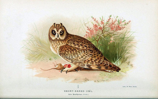 Coloured figures of the birds of the British Islands. v.1London :R. H. Porter,1885-1897. | Vintage Print Reproduction 454365