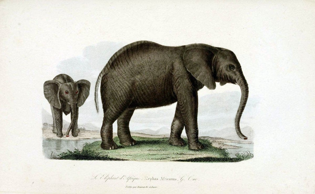 ComplÃ©ments de Buffon. t.1.Paris:P. Pourrat FrÃ¨res,1838. |  | Vintage Print Reproduction 454366