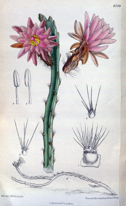 Curtis's botanical magazine. London ; New York [etc.] :Academic Press [etc.]. | "Botanical illustration" Botany Periodicals "Pictorial works" "Plants, Ornamental"  | Vintage Print Reproduction 454367