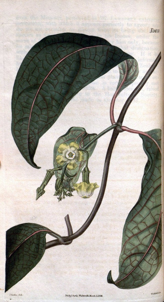 Curtis's botanical magazine. London ; New York [etc.] :Academic Press [etc.]. | "Botanical illustration" Botany Periodicals "Pictorial works" "Plants, Ornamental"  | Vintage Print Reproduction 454368