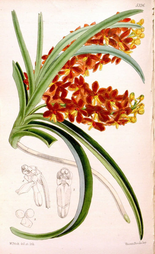 Curtis's botanical magazine. London ; New York [etc.] :Academic Press [etc.]. | "Botanical illustration" Botany Periodicals "Pictorial works" "Plants, Ornamental"  | Vintage Print Reproduction 454370