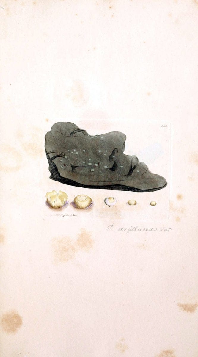 Coloured figures of English fungi or mushrooms. London,Printed by J. Davis,1797-[1809]. | England Mushrooms  | Vintage Print Reproduction 454371