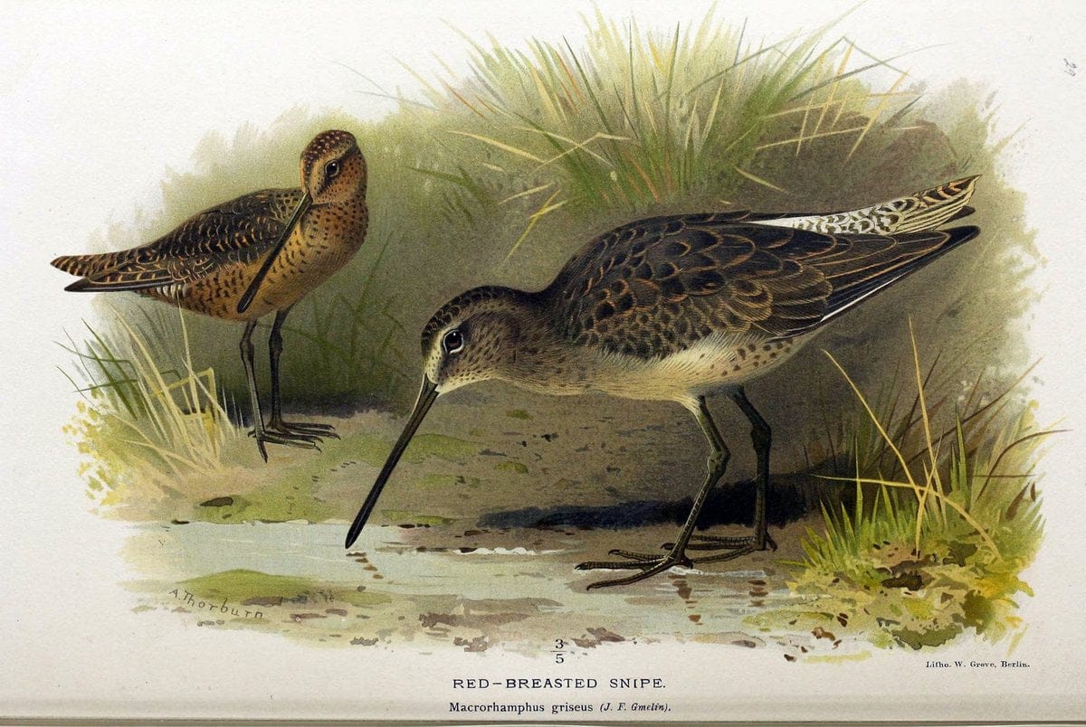 Coloured figures of the birds of the British Islands / issued by Lord Lilford. London :R | Birds "Great Britain" "Pictorial works"  | Vintage Print Reproduction 454373