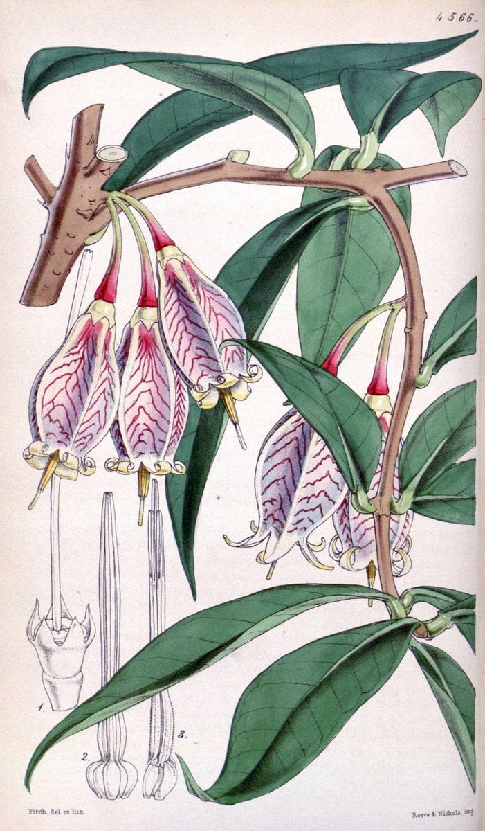 Curtis's botanical magazine. London ; New York [etc.] :Academic Press [etc.]. | "Botanical illustration" Botany Periodicals "Pictorial works" "Plants, Ornamental"  | Vintage Print Reproduction 454374