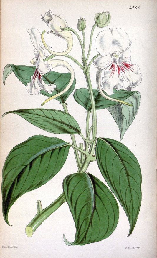Curtis's botanical magazine. London ; New York [etc.] :Academic Press [etc.]. | "Botanical illustration" Botany Periodicals "Pictorial works" "Plants, Ornamental"  | Vintage Print Reproduction 454375