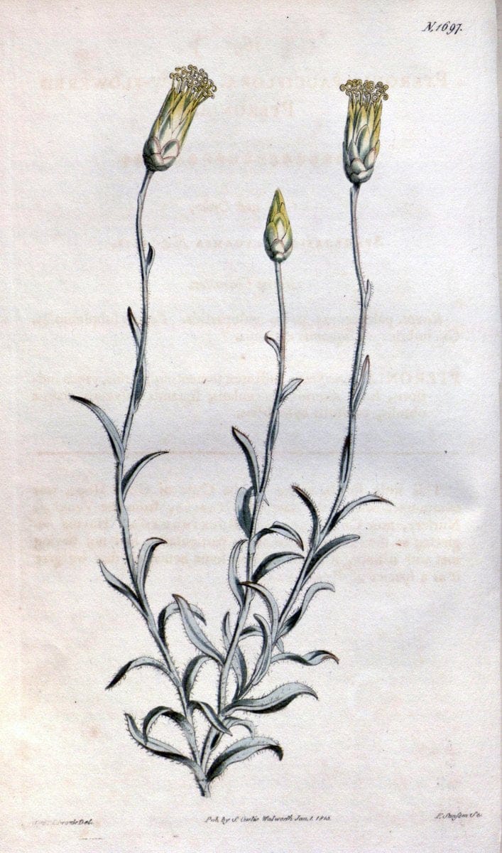 Curtis's botanical magazine. London ; New York [etc.] :Academic Press [etc.]. | "Botanical illustration" Botany Periodicals "Pictorial works" "Plants, Ornamental"  | Vintage Print Reproduction 454376