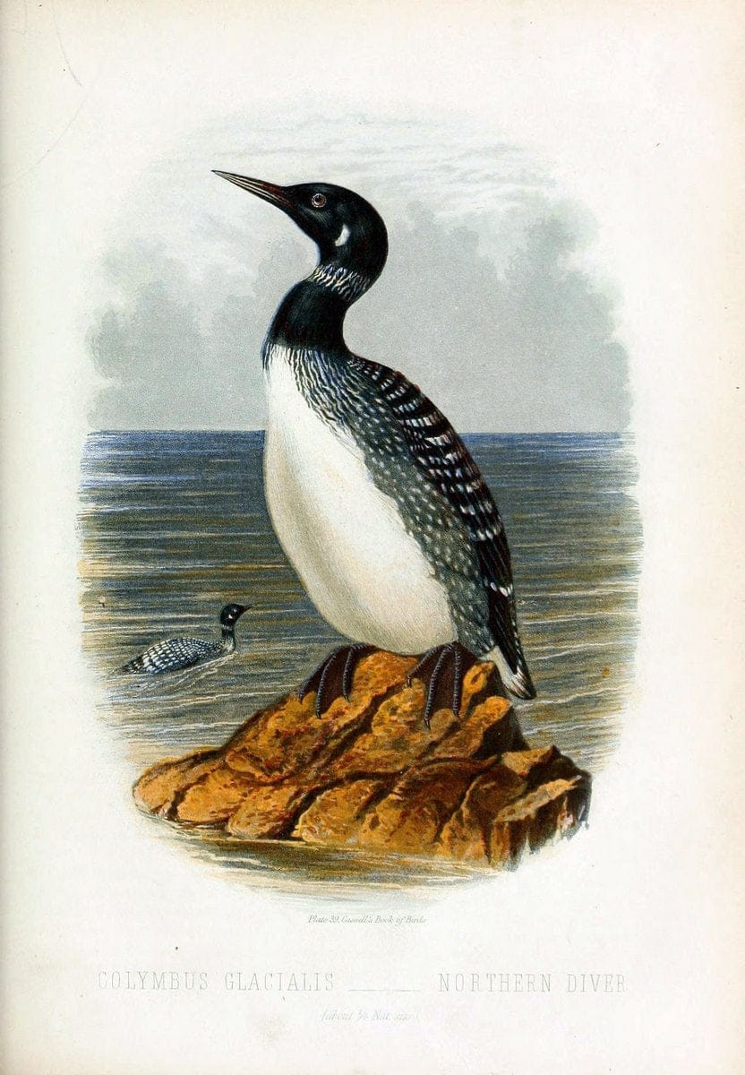 Cassell's book of birds :.London,Cassell, Petter and Galpin,[1875]. | Birds  | Vintage Print Reproduction 454377