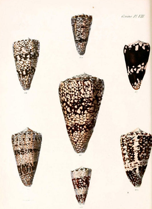Conchologia iconica, or, Illustrations of the shells of molluscous animals. v.1London :Reeve, Brothers,1843-1878. |  | Vintage Print Reproduction 454378