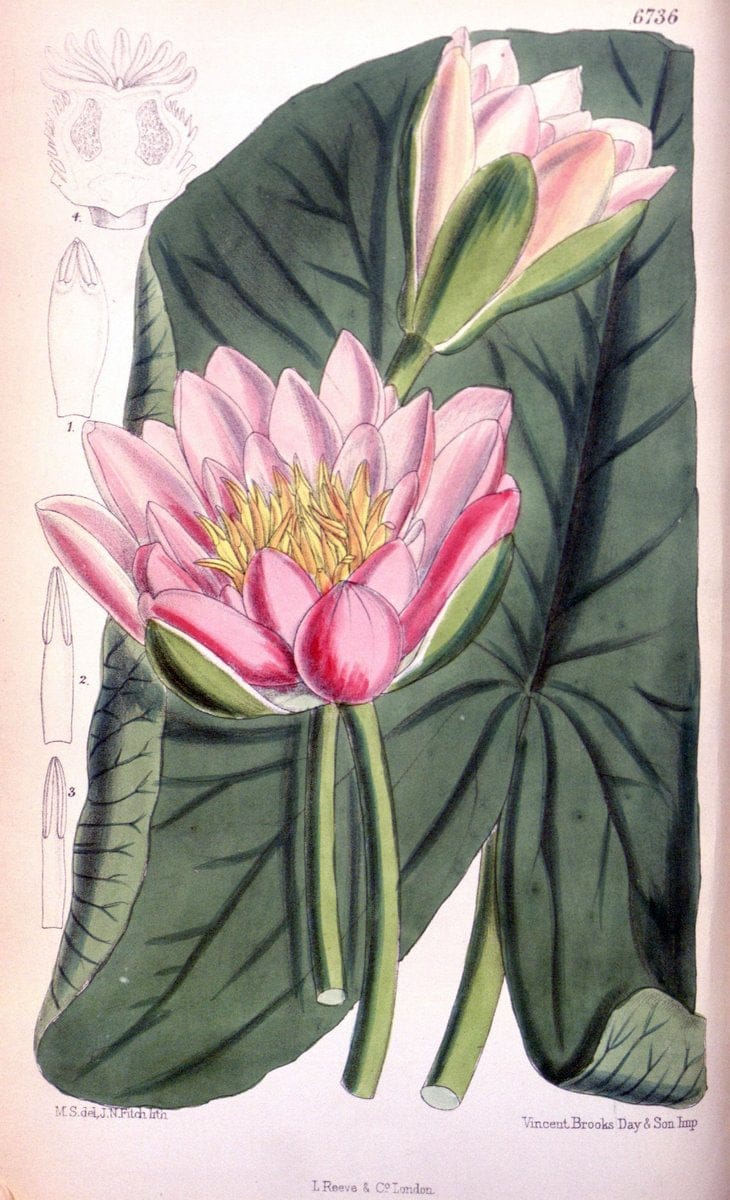 Curtis's botanical magazine. London ; New York [etc.] :Academic Press [etc.]. | "Botanical illustration" Botany Periodicals "Pictorial works" "Plants, Ornamental"  | Vintage Print Reproduction 454380
