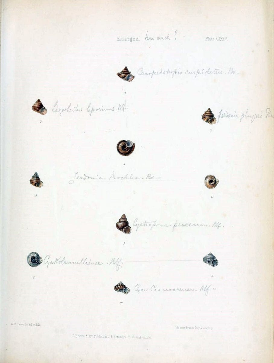 Conchologia indica,.London,1870-1876.. |  | Vintage Print Reproduction 454381