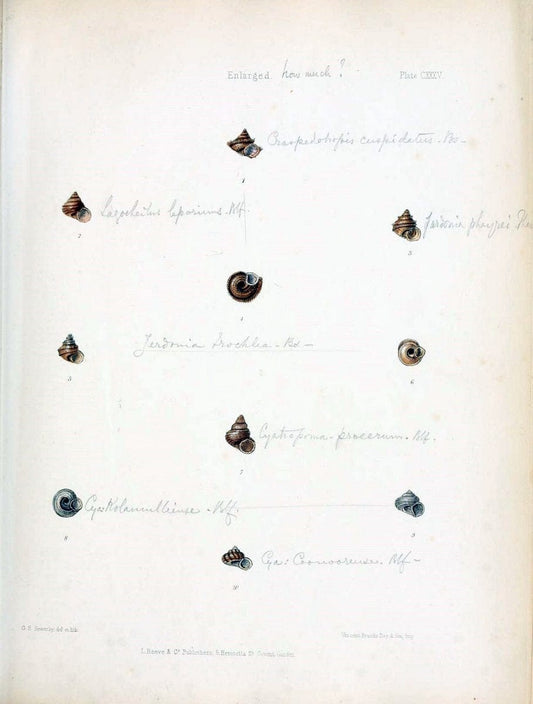 Conchologia indica,.London,1870-1876.. |  | Vintage Print Reproduction 454381