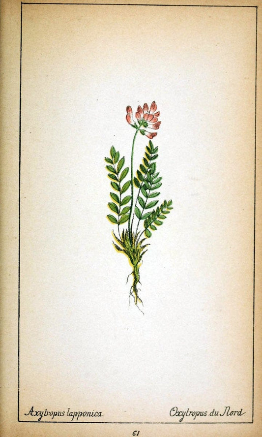 Choix de plantes de l'Europe centrale et particuliÃ¨rement de la Suisse et de la SavoieGe | Europe Central "Pictorial works" Plants "Savoy (France and Italy)" Switzerland  | Vintage Reproduction 454382