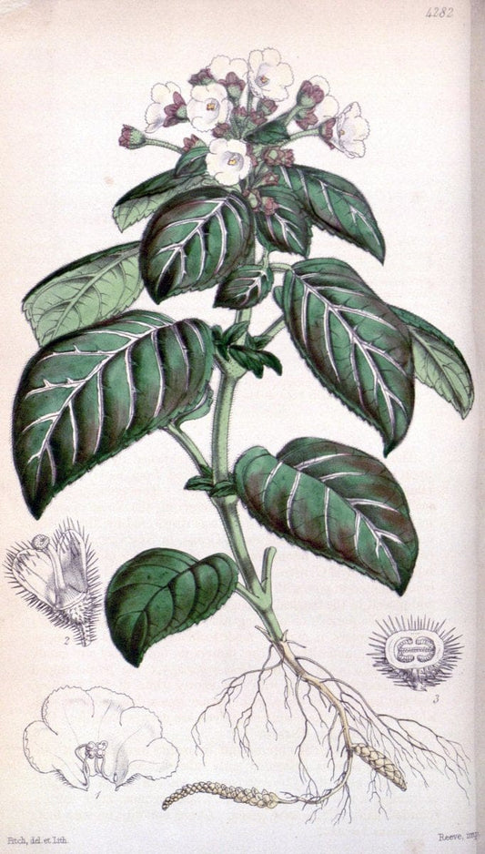 Curtis's botanical magazine. London ; New York [etc.] :Academic Press [etc.]. | "Botanical illustration" Botany Periodicals "Pictorial works" "Plants, Ornamental"  | Vintage Print Reproduction 454383