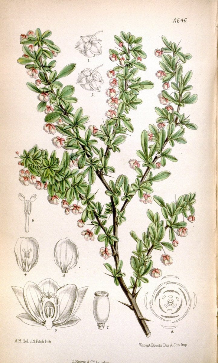 Curtis's botanical magazine. London ; New York [etc.] :Academic Press [etc.]. | "Botanical illustration" Botany Periodicals "Pictorial works" "Plants, Ornamental"  | Vintage Print Reproduction 454385