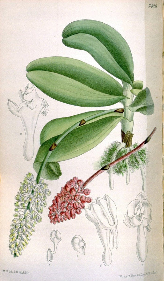 Curtis's botanical magazine. London ; New York [etc.] :Academic Press [etc.]. | "Botanical illustration" Botany Periodicals "Pictorial works" "Plants, Ornamental"  | Vintage Print Reproduction 454386