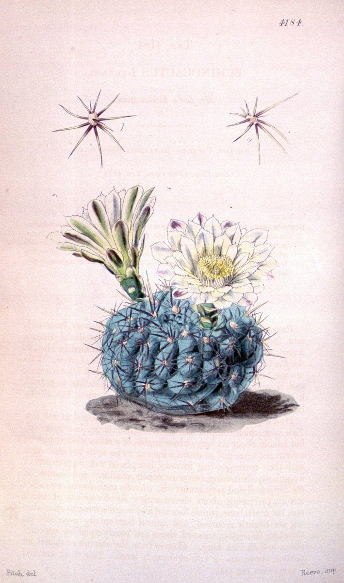 Curtis's botanical magazine. London ; New York [etc.] :Academic Press [etc.]. | "Botanical illustration" Botany Periodicals "Pictorial works" "Plants, Ornamental"  | Vintage Print Reproduction 454387