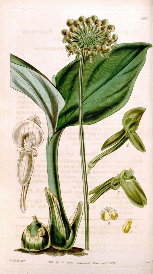 Curtis's botanical magazine. London ; New York [etc.] :Academic Press [etc.]. | "Botanical illustration" Botany Periodicals "Pictorial works" "Plants, Ornamental"  | Vintage Print Reproduction 454388