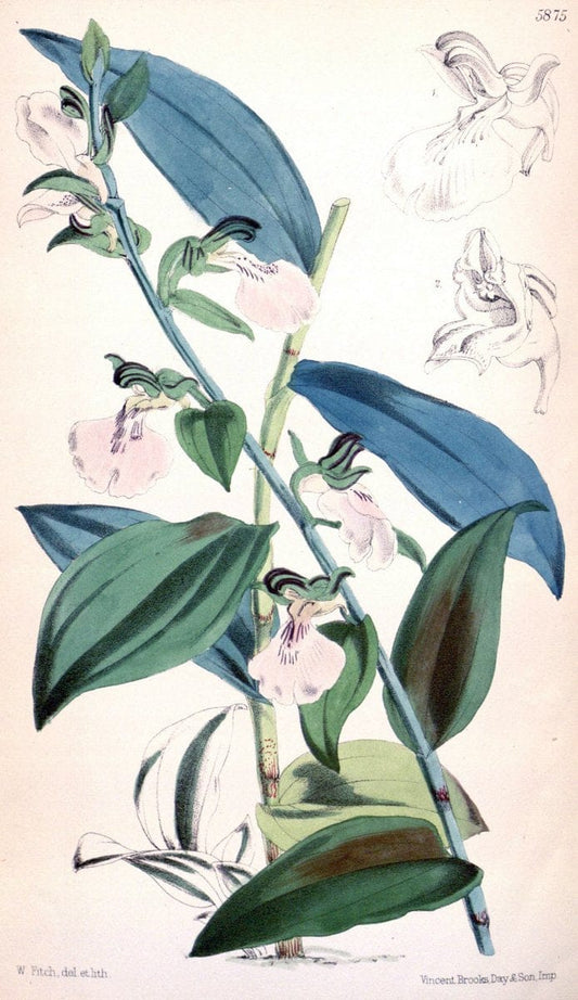 Curtis's botanical magazine. London ; New York [etc.] :Academic Press [etc.]. | "Botanical illustration" Botany Periodicals "Pictorial works" "Plants, Ornamental"  | Vintage Print Reproduction 454389