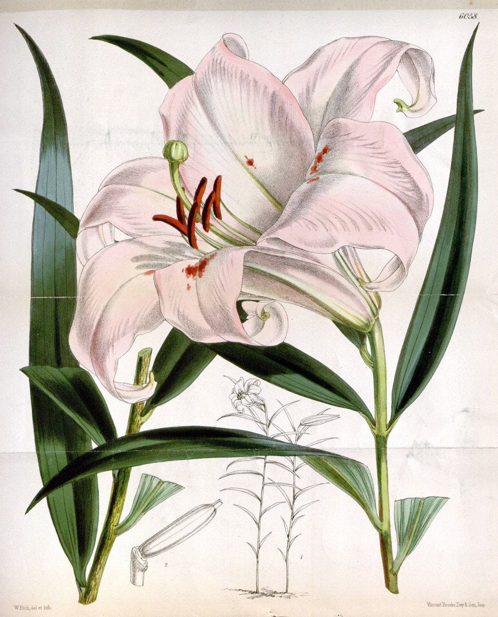 Curtis's botanical magazine. London ; New York [etc.] :Academic Press [etc.]. | "Botanical illustration" Botany Periodicals "Pictorial works" "Plants, Ornamental"  | Vintage Print Reproduction 454390