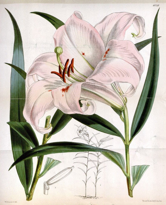 Curtis's botanical magazine. London ; New York [etc.] :Academic Press [etc.]. | "Botanical illustration" Botany Periodicals "Pictorial works" "Plants, Ornamental"  | Vintage Print Reproduction 454390