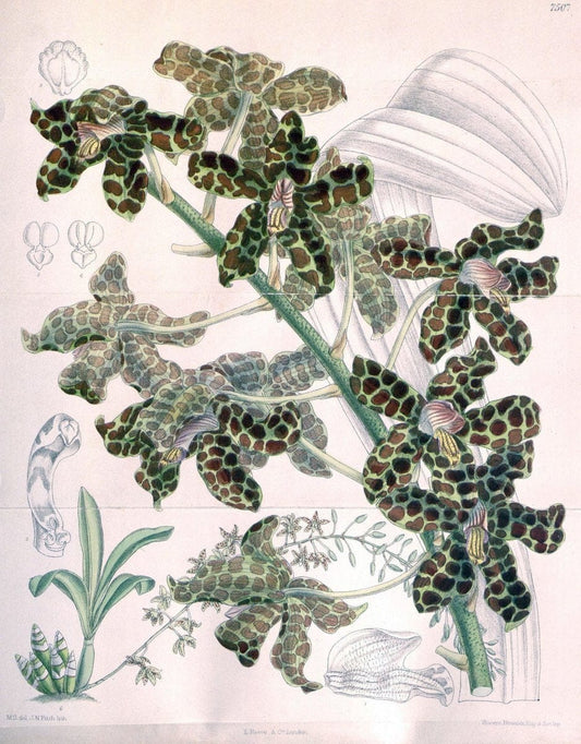 Curtis's botanical magazine. London ; New York [etc.] :Academic Press [etc.]. | "Botanical illustration" Botany Periodicals "Pictorial works" "Plants, Ornamental"  | Vintage Print Reproduction 454391