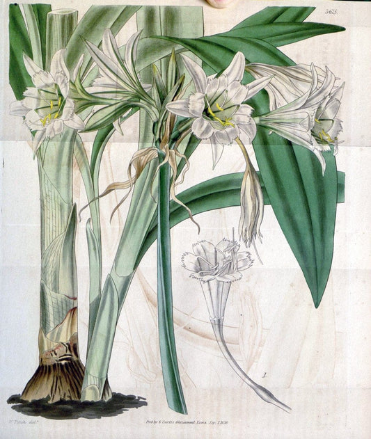 Curtis's botanical magazine..London ;New York [etc.] :Academic Press [etc.]. |  | Vintage Print Reproduction 454393