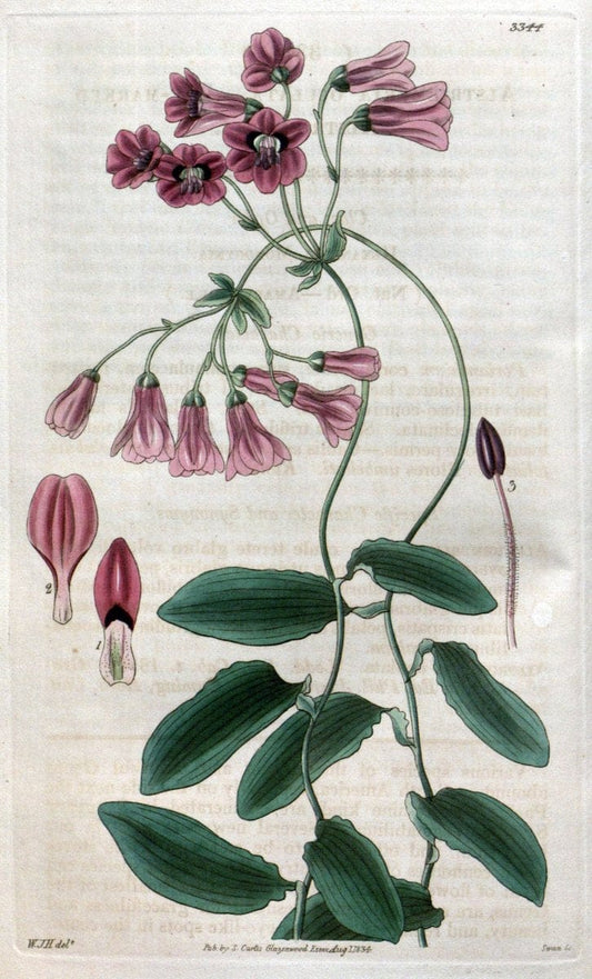 Curtis's botanical magazine..London ;New York [etc.] :Academic Press [etc.]. |  | Vintage Print Reproduction 454394